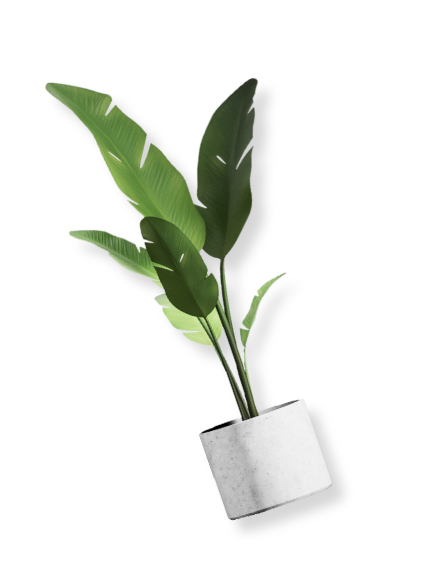 観葉植物